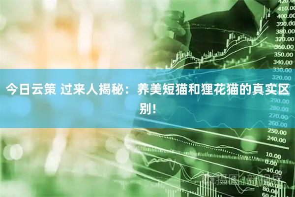 今日云策 过来人揭秘：养美短猫和狸花猫的真实区别!